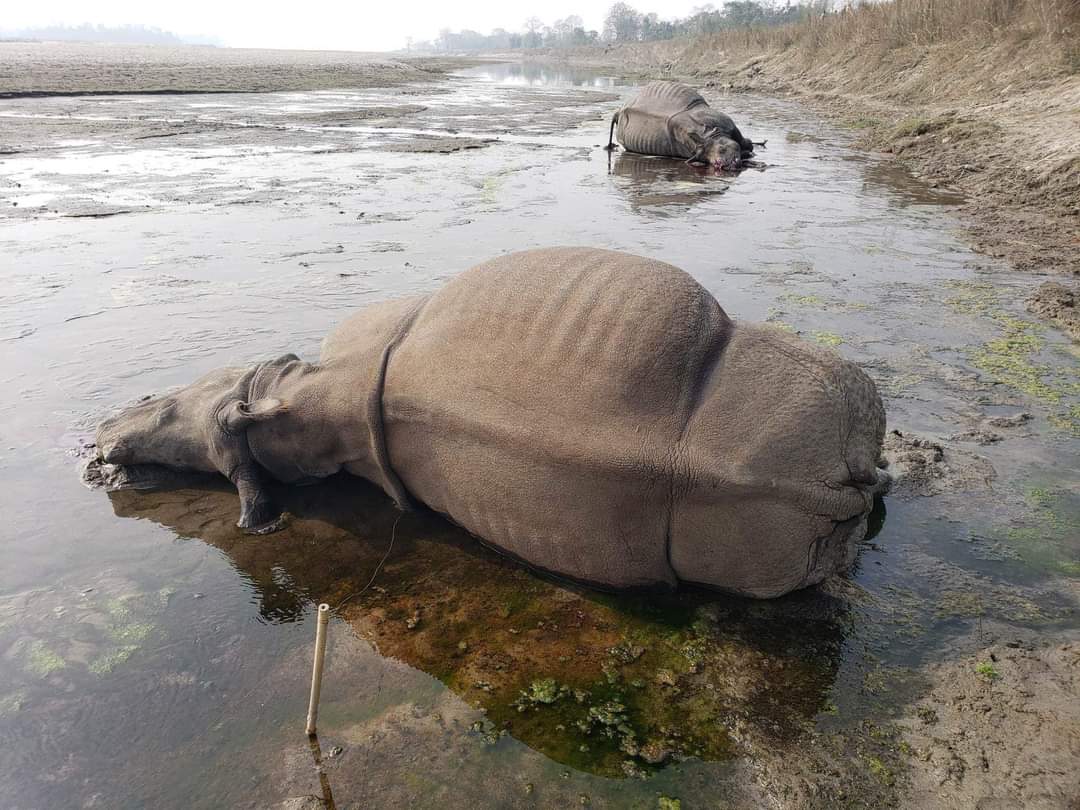 चितवन राष्ट्रिय निकुञ्जमा ३ महिनामा ६ वटा गैँडा मृत भेटिए निकुञ्जको छानबिन जारी