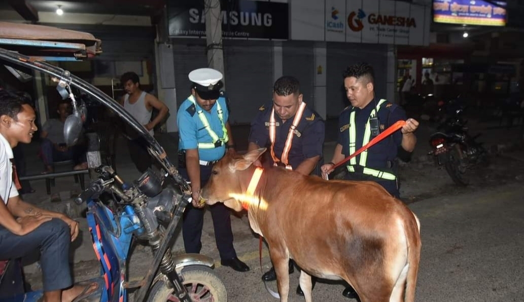 छाडा चौपायाका कारण हुनसक्ने दुर्घटना रोक्न वडा प्रहरी नेपालगन्जद्वारा टल्किने रिफ्लेक्टर स्टिकर तास्दै