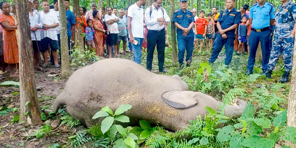 कञ्चनपुरमा मरेको हात्ती फेला