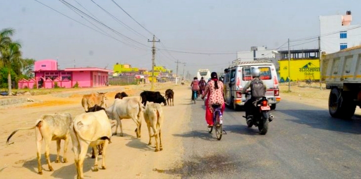 र्खेतमा मोटरसाइकल छाडा पशु चौपयाहरुसंग ठोकिँदा एकजनाको मृत्यु