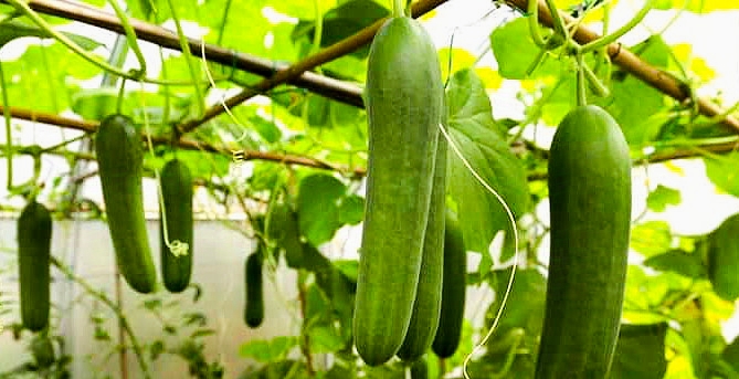 काँक्रो खाएको निहुँमा हत्या