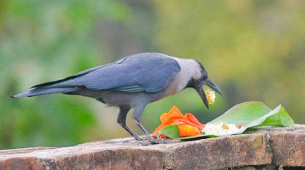 कार्तिक कृष्ण त्रयोदशी अर्थात् कागतिहार विभिन्न प्रकारका खानेकुरासहित पूजा गरिँदै