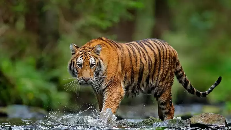 नवलपरासी बर्दघाट सुस्तापूर्वमा बाघको आक्रमणबाट एक जना पुरूषको मृत्यु