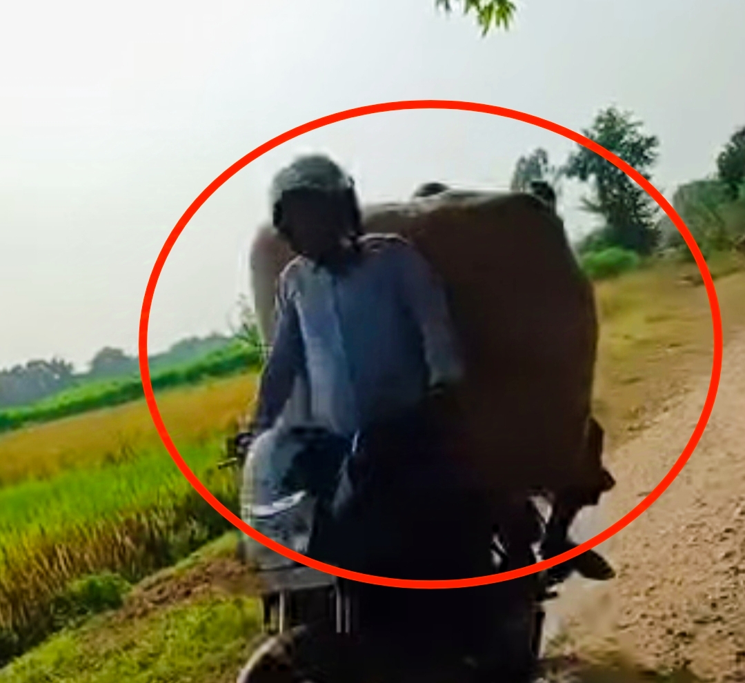 सिरहाको ठाडिबाट यसरी भैईरहेछ खुलेआम तस्करी नेपाल प्रहरी सशस्त्र प्रहरी बेखबर,
