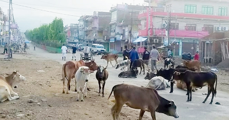 दाङको तुलसीपुर उपमहानगरपालिका भित्र छाडा पशु-चौपाया व्यवस्थापनमा असफल,