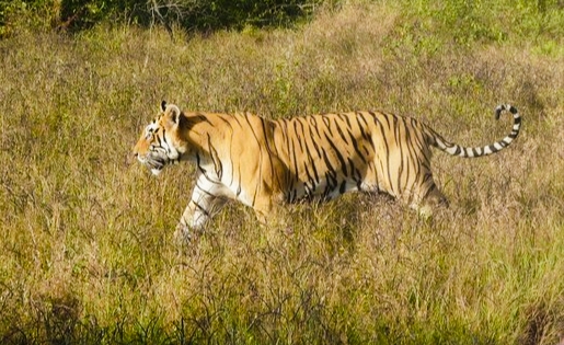 बाघको आक्रमणबाट एक महिला घाइते