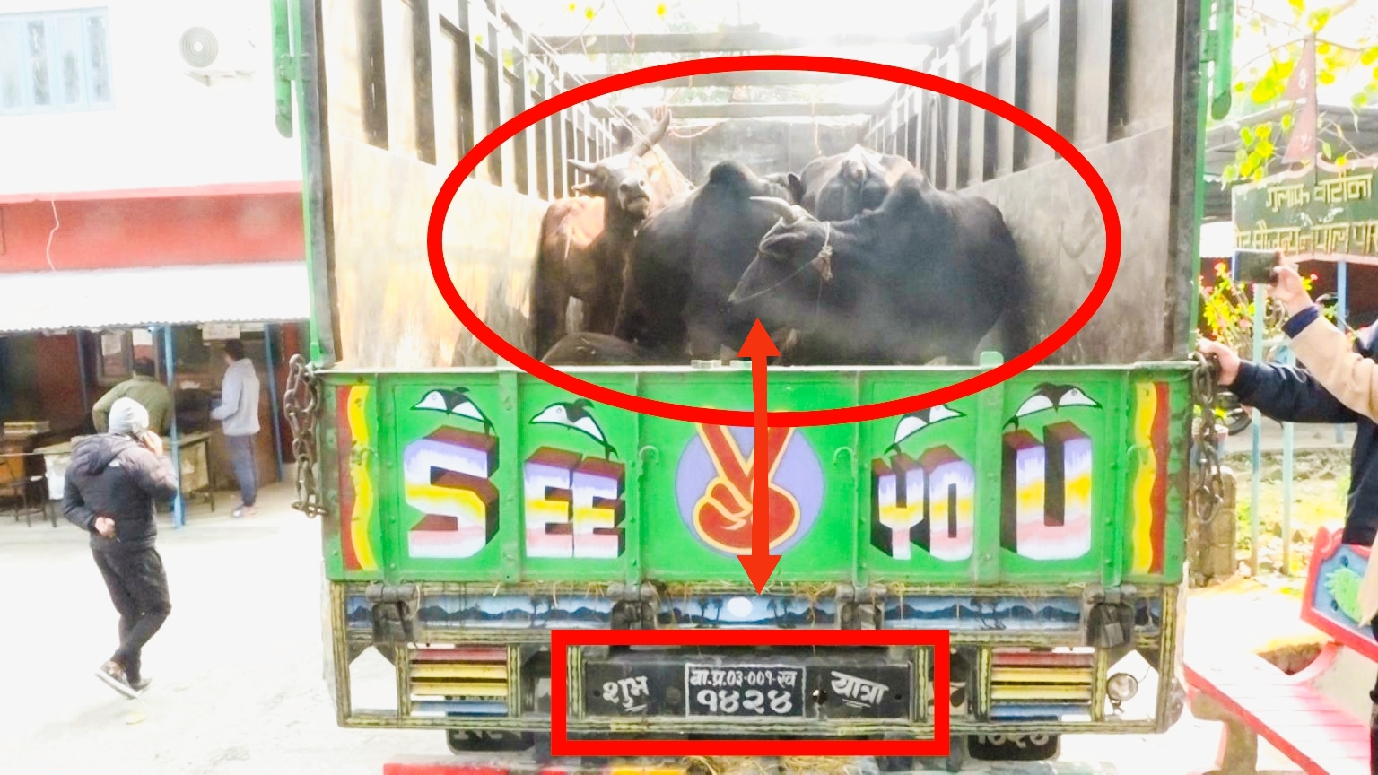 मकवानपुर प्रहरीले बेवास्ता गर्दा बारामा गोरु बोकेको एउटा ट्रक पशु सेवा कार्यालयको नियन्त्रणमा,