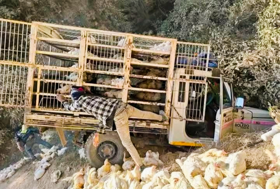 प्यूठान भिंगरीमा बोइलर कुखुरा बोकेको पिकप जिप दुर्घटना चालक घाइते,