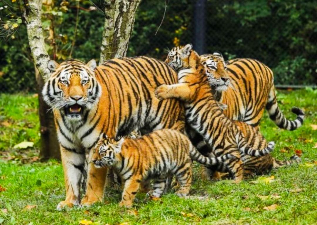 नेपालमा बाघको संख्या बढ्दै जाँदा मानव बस्तीमा समस्या खतराको संकेत,