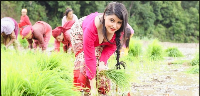 असार १५ गते कृषकहरुले देशभर  धान दिवस धान रोपेर मनाउदै,