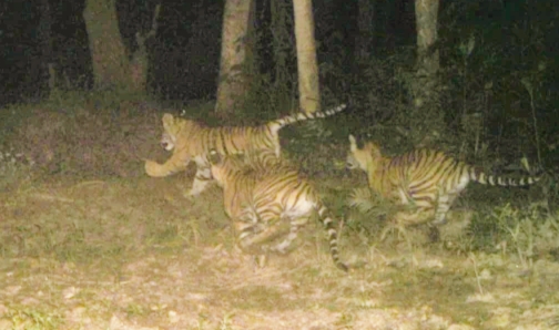 बाघ र चार बच्चाहरूको मृत्युको सम्बन्धमा भारतको सरकारले वन्यजन्तु संरक्षकलाई छानबिन,