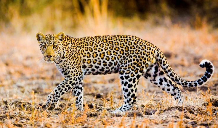 चितुवाको आक्रमणमा परी बारबर्दिया बैदीका दिनेश चौधरी घाइते,