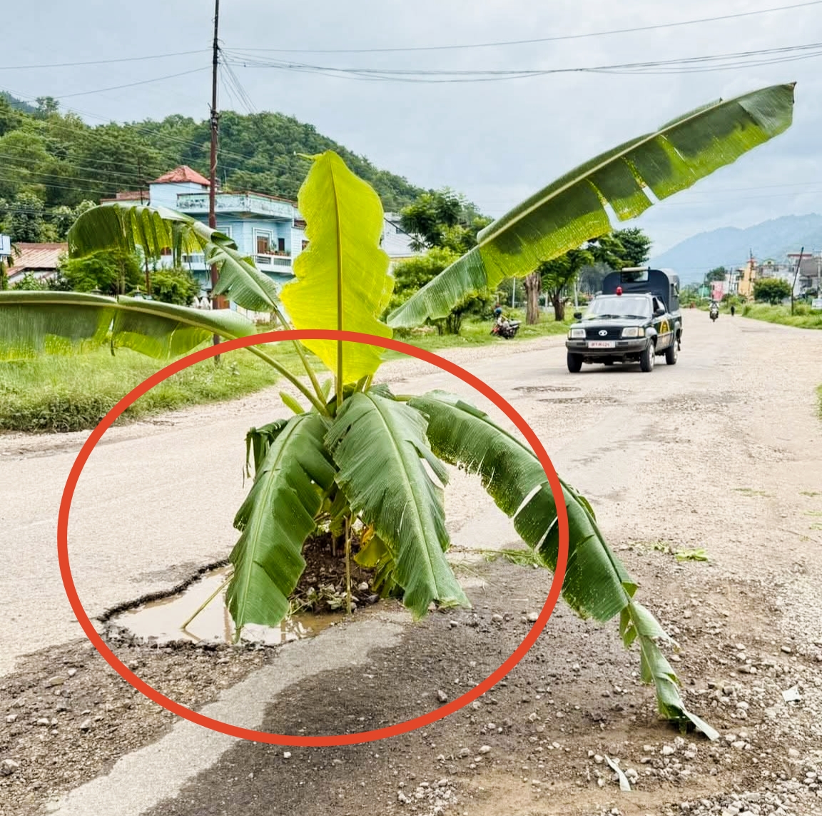 दाङको देउखुरी राजमार्ग सडकमा स्थानीयहरुले ध्यानाकर्षण गर्दै खाल्डाखुल्डी सडकमा बिरुवाहरु राेपे