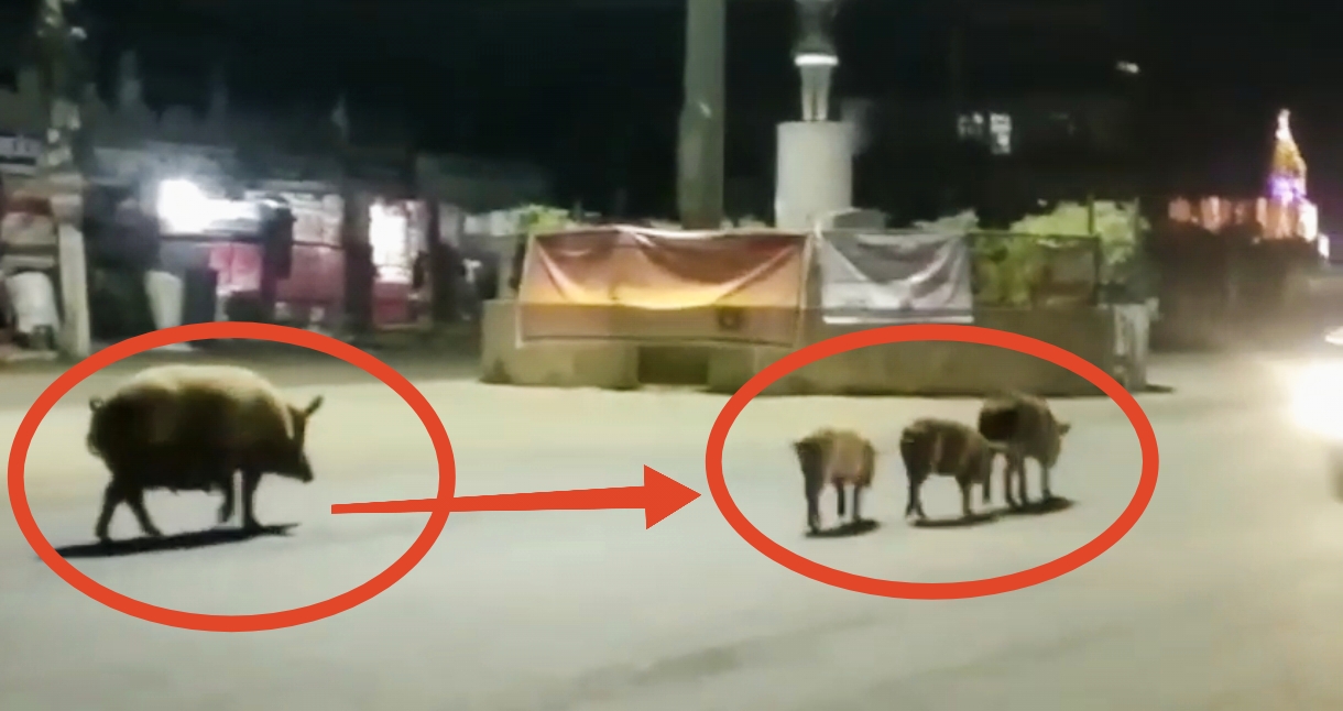 नेपालगन्जको मुख्य बजारमा छाडा सुंगुरको बिगबिगी ठुलो दुर्घटनाको उच्च जोखिम खतरा,