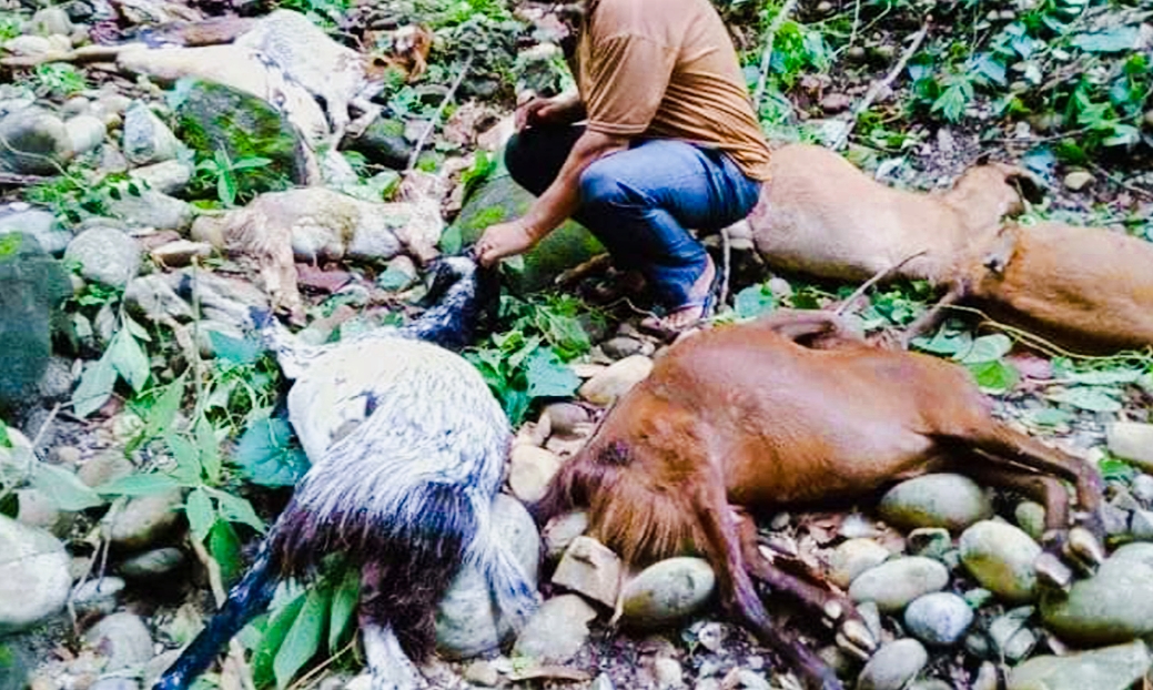 अर्घाखाँचीको एक बाख्रा फर्मबाट बाघले १५ वटा बाख्रा मारियो केही भाख्राहरु बेपत्ता,
