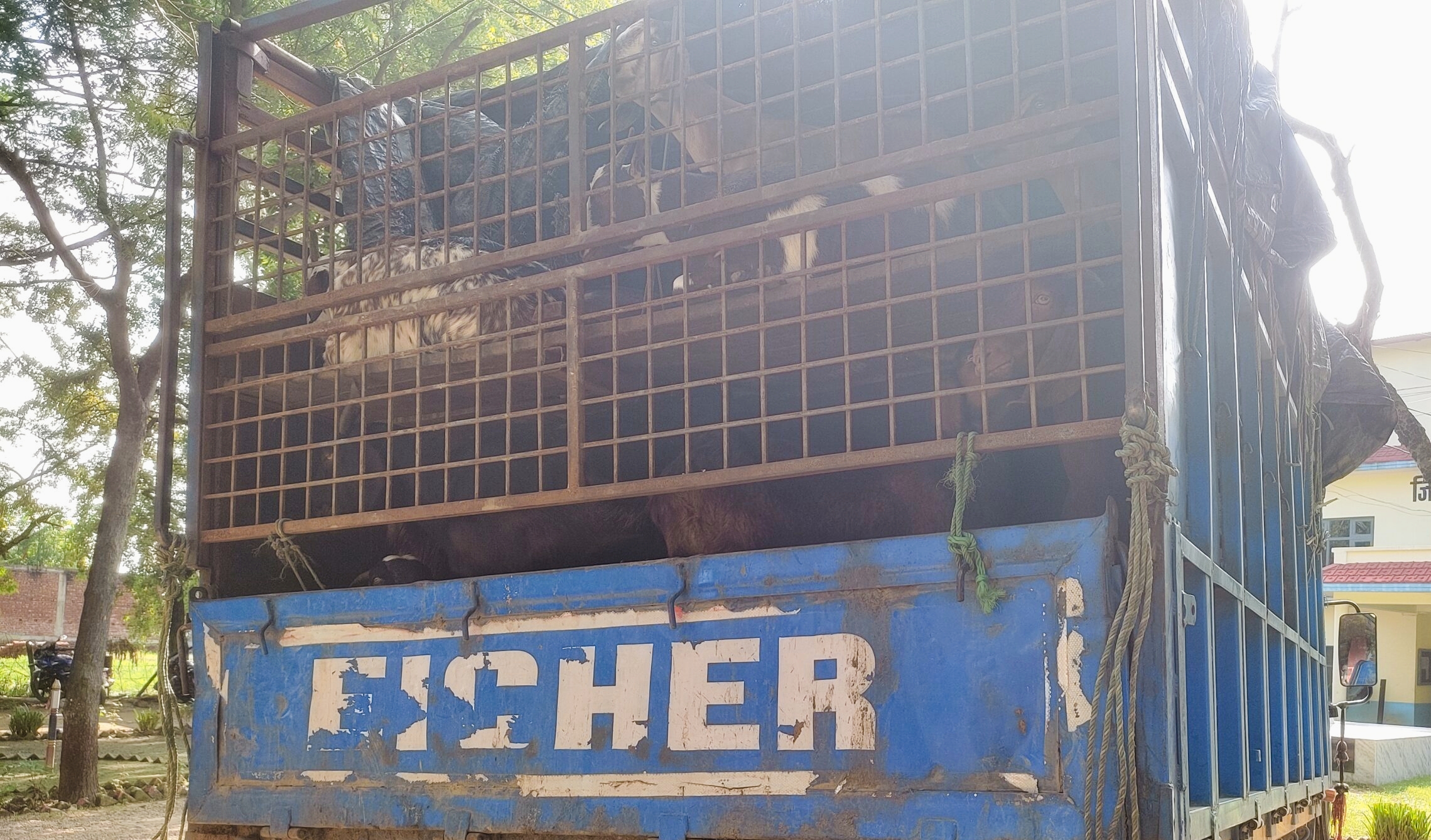 नवलपरासी भन्सार कार्यालय र पशु चिकित्सक सेटिङम विभिन्न जिल्लामा पशुचौपायाको ओसार पसार,