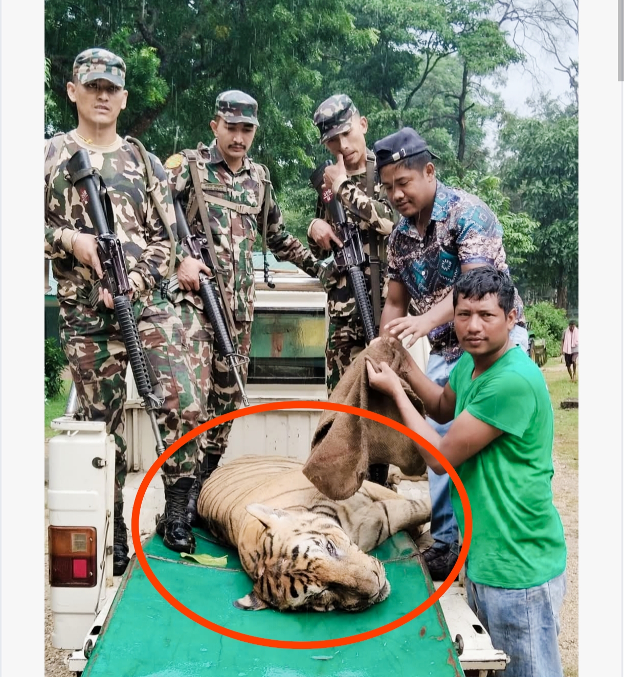 आतंक मच्चाउँदै आएको ४ जना मान्छे मारेको एउटा बाघ शुक्रबार बिहान नियन्त्रणमा आयो,