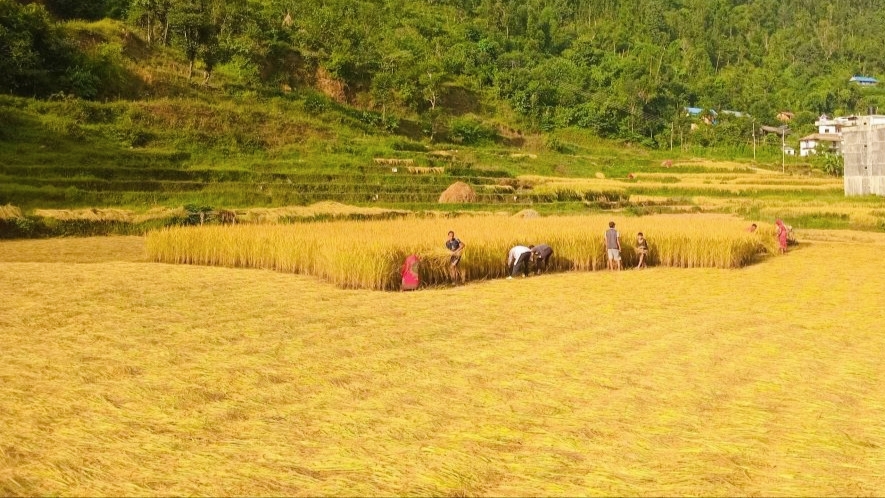 यतिबेला किसानहरूलाई धान काट्न भ्याइन भ्याई छ धान बाली भित्र्याउन किसानहरु व्यस्त,
