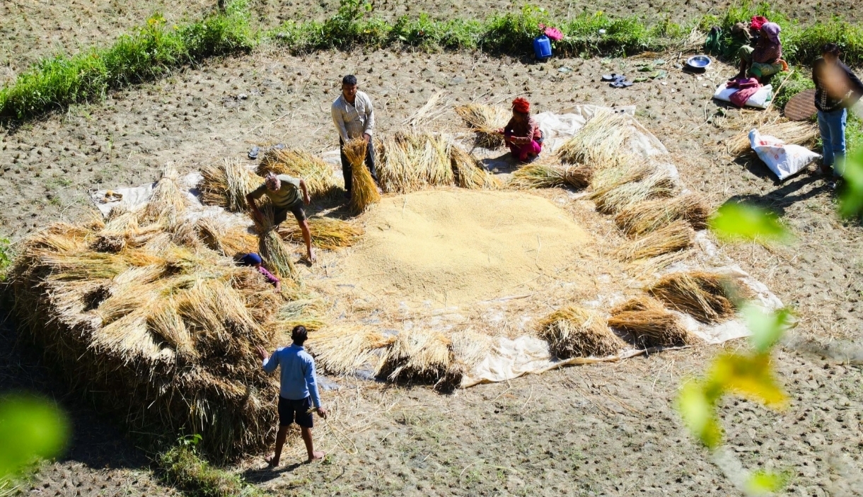 तिहारको चटारोसँगै जुम्लाका किसानलाई जुम्ली मार्सी धान काट्न र थन्क्याउन भ्याइनभ्याइ