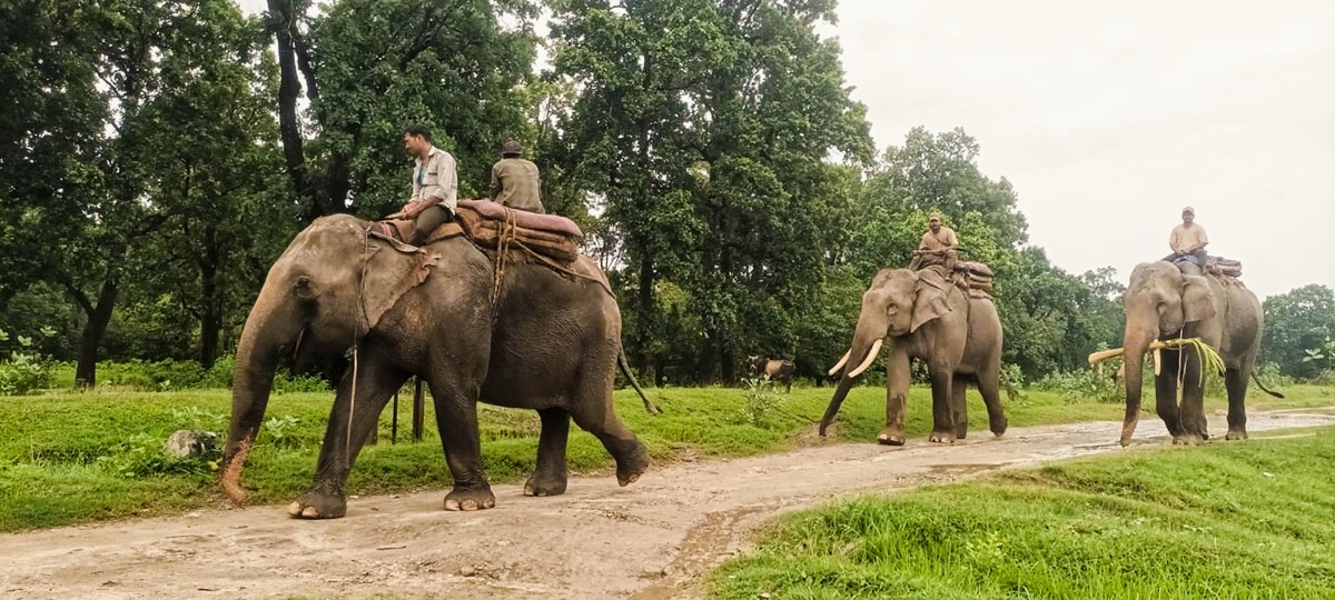 बाँके राष्ट्रिय निकुञ्ज क्षेत्रमा हात्ती परिचालन गरेर मान्छेमाथि आक्रमण गर्ने बाघको खोजी,