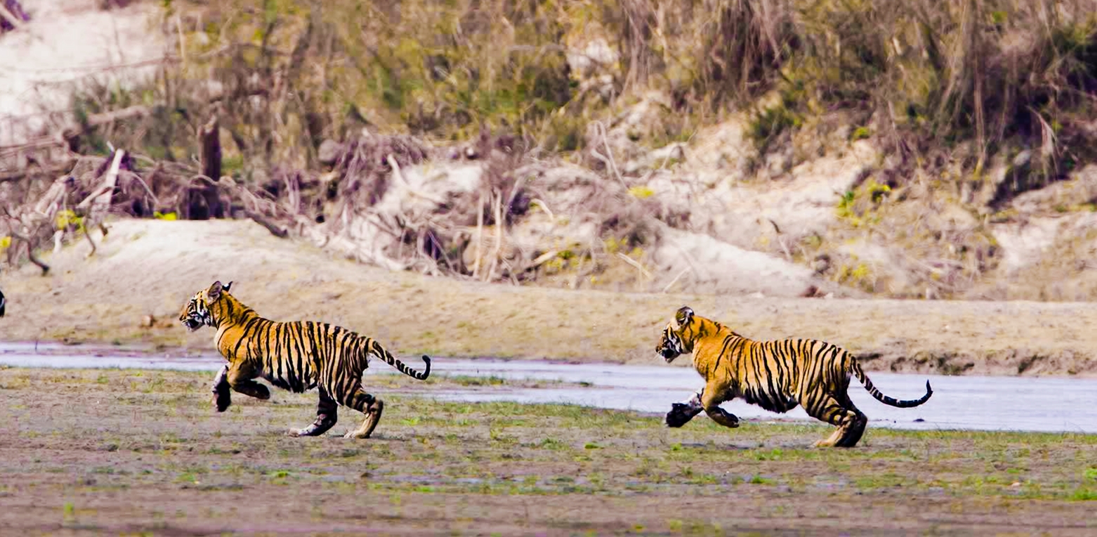 बाँके राष्ट्रिय निकुञ्ज कोहलपुरका विभिन्न क्षेत्रमा बाघ र चितुवाको डरले स्थानीय आतङ्कित,