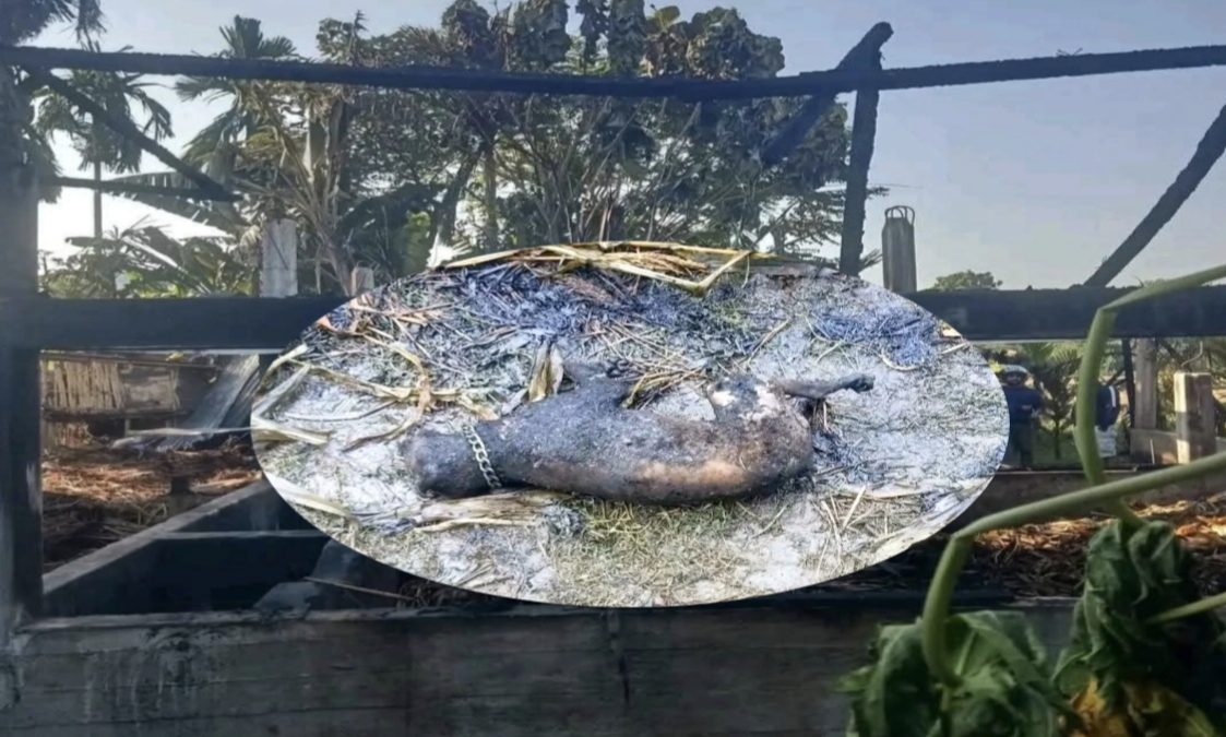 झापामा आगलागीबाट १० वटा खसीबाख्रा र ५० वटा कुखुरासहित गोठ जलेर खरानी