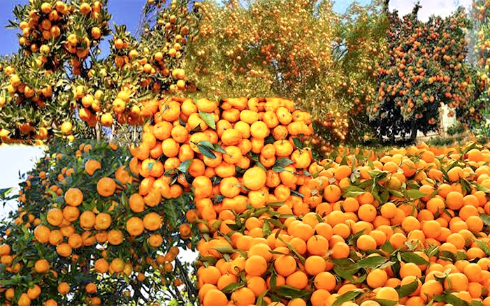 २० करोडभन्दा बढीको सुन्तला उत्पादन,