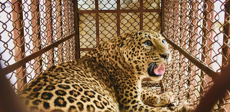 बर्दिया राजापुर गहुँबारीबाट स्थानीयले घेरा हालेर चितुवालाई नियन्त्रणमा लिए,