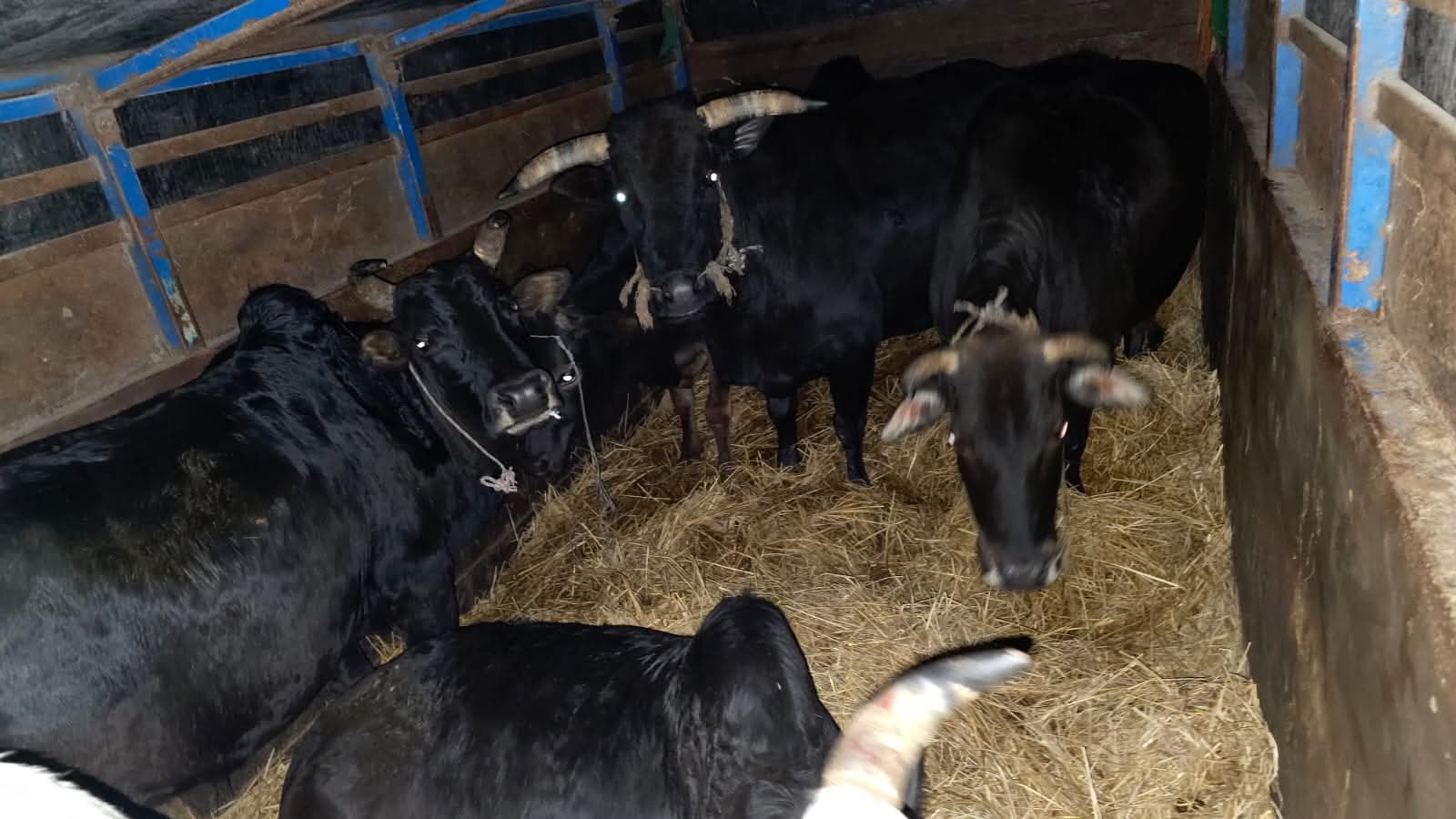 मकवानपुर प्रहरीद्वारा ट्रकसहित गोरू पक्राउ,