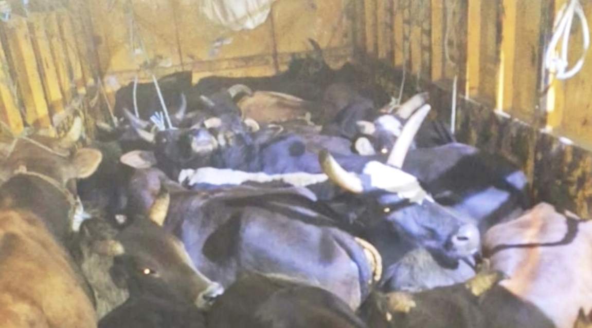 प्रहरीको सेटिङमा पूर्वपश्चिम राजमार्गमा गाईगोरु तस्करी बर्दिबासमा ट्रक नियन्त्रण