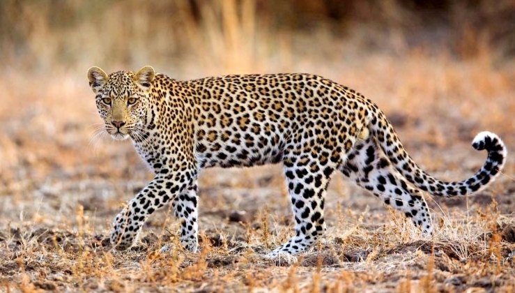 बर्दियामा चितुवाको आक्रमणबाट एक महिलाको मृत्यु,