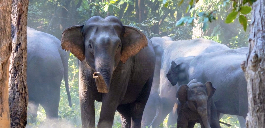 कञ्चनपुरमा हात्तीको आक्रमणबाट एकजनाको मृत्यु,