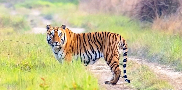 कंचनपुर शुक्लाफाँटा क्षेत्रमा पाटेबाघ देखिए पछि स्थानीय त्रसित सबैलाई सतर्क रहन आग्रह,