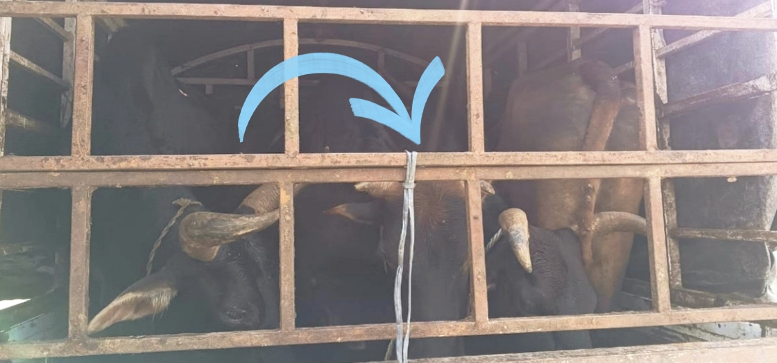 तनहुँ प्रहरीद्वारा ५ वटा गोरुसहितको पिकअप गाडी नियन्त्रणमा,